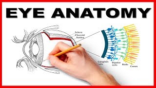 Eye Anatomy and Function  Made Easy [upl. by Henry]