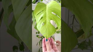 Monstera Deliciosa new leaf journey plants shorts monstera houseplants [upl. by Nnairac]