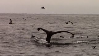 8714 Humpback Whales off Pebble Beach Monterey [upl. by Zetra635]