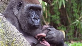 Awww Two cute baby gorillas born at New York Bronx Zoo [upl. by Riana]