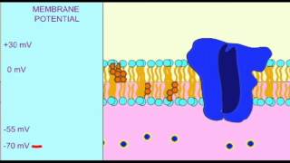 AP1 NEURON HYPERPOLARIZATION [upl. by Elman373]