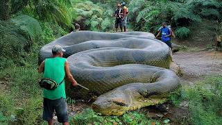 Titanoboa Sightings In The Jungle That Were Never Meant To Be Found [upl. by Alemap211]