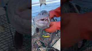 Wolf Eel Underwater Nightmare [upl. by Tomasz]