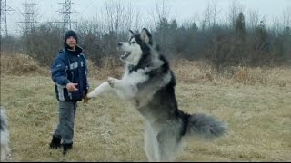 Giant Alaskan Malamutes  Unleashing the Hounds on the World [upl. by Anidnamra]