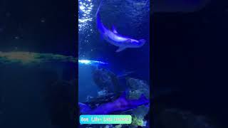 Sea Life Aquarium  Loch Lomond [upl. by Aelat]