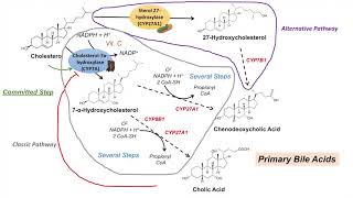 Bile Acid Synthesis  Classic and Alternative Pathways  Primary and Secondary Bile Acids [upl. by Retsam]