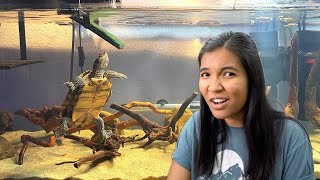 Reacting to my subscribers MAP TURTLE TANKS [upl. by Rriocard]