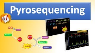 Pyrosequencing  The Basic Principle and Steps Involved Explained [upl. by Weaver]