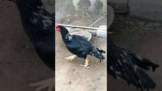 Black diamond Lassani beghum aseellovers aseelmurga aseelhenfarm chickenbreed aseelfighters [upl. by Noreik473]