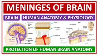 MENINGES OF BRAIN PROTECTION OF HUMAN BRAIN HUMAN ANATOMY amp PHYSIOLOGY CEREBROSPINAL FLUID CSF [upl. by Marek]