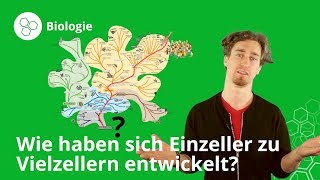 Entwicklung von Einzeller zu Vielzellern einfach erklärt  Biologie  Duden Learnattack [upl. by Artemus]