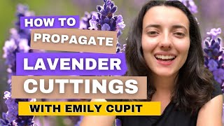 How To Propagate Lavender Cuttings In Just 2 Minutes [upl. by Azeret]