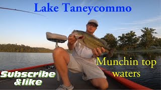 Top Water fishing Lake TaneyComo Massive Blowups… [upl. by Vento]