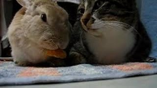 うさぎと遊ぶ猫  Cat playing with a rabbit [upl. by Averill820]