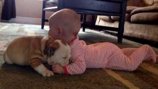 Bulldog puppy kissing the baby [upl. by Kragh]