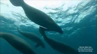 Hol Chan Marine Reserve with Manatee [upl. by Norag]