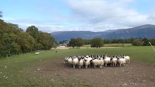 2024 Perthshire Scotland  Sheepdogs 2 [upl. by Trager]