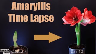 Amaryllis Growing and Blooming 🌺Time Lapse [upl. by Paza]