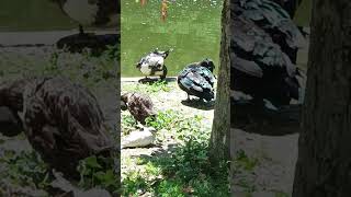 Patos moscovitas ánade real palomas Vídeo sin editar 25052024 [upl. by Macdonell]