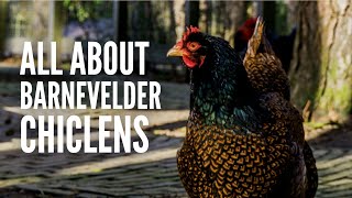 Barnevelder Chickens  Everything You Need to Know [upl. by Charmaine]