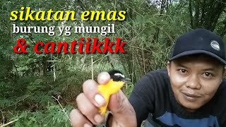 Mikat sikatan emas  sulingan menggunakan mp3 [upl. by Farrar436]