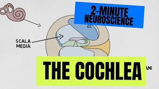 2Minute Neuroscience The Cochlea [upl. by Ernesto]