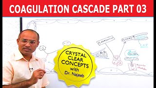 Coagulation Cascade  Part 312 [upl. by Munmro880]