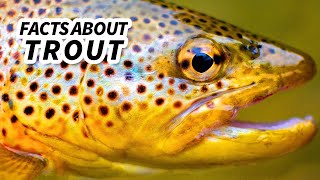 Trout Facts a SALMONLIKE fish  Animal Fact Files [upl. by Wendi]