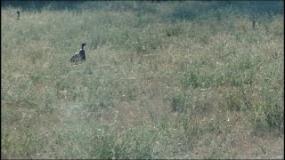 Pheasantville  Red Neck Pheasant Herds O Birds [upl. by Acirtal]