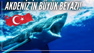 Akdenizde dev büyük beyaz köpekbalığı [upl. by Aramoix148]