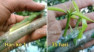 Cara Sambung Sisip Mangga di Ranting Pohon Mangga  TutorialProsesHasil [upl. by Marmion]