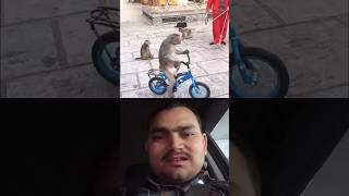 monkey cycle racing 🚲 😂 [upl. by Nahama]