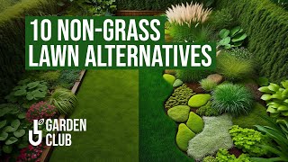 NonGrass Lawns 10 Easy LowMaintenance Lawn Alternatives [upl. by Jerome]