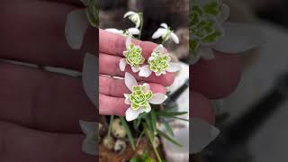 You’ve NEVER seen this before Double snowdrops Galanthus nivalis Flore Pleno 😍 snowdrops [upl. by Htiel202]