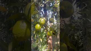 Orange pickle ytshorts ytshortsindia shortsfeed shortvideo orange pickle achar love [upl. by Noguchi663]