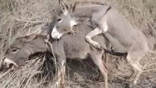 A Male and Female Donkey Mating Eachother Enjoy donkey viralvideo youtube matingseason breeding [upl. by Gad]