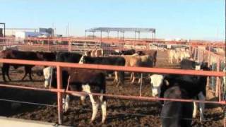 Importing Mexican Cattle  Full Episode [upl. by Eifos972]