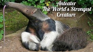 The Amazing Anteater A Fascinating Animal with a Unique Tongue [upl. by Roy]