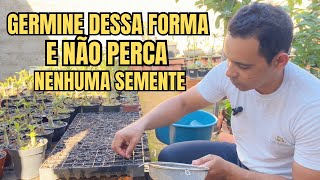 ✔️GERMINE DESSA FORMA E NÃO PERCA NENHUMA SEMENTE DE ROSA DO DESERTO [upl. by Samantha]