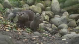 Adorable new otter pups are given their first swimming lessons at Chester Zoo [upl. by Brewer]