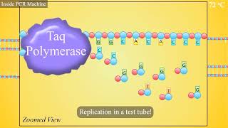 PCR Polymerase Chain Reaction Animation [upl. by Vitalis]