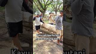 Bahan pintu kayu jati perhutani randublatung blora [upl. by Martainn]