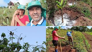 HOJE EU E MINHA BONECA COMEÇAMOS A ADUBAÇÃO DAS BANANEIRAS [upl. by Hnad]