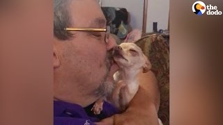 Adorable Morning Routine of Little Chihuahua  Never Enough Kisses dog [upl. by Elumas]