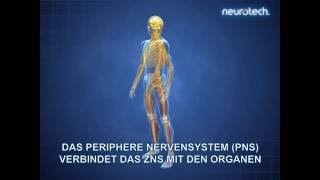 Grundlagen 1 Das Nervensystem ZNS PNS neurotech [upl. by Ainessey375]