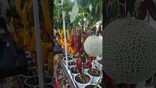 🔴 SAMPLE VERTICAL FARMING AT AGRI LINK 2024 shorts [upl. by Pump316]