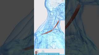 Visual Anatomy 3D  Facts about the Omohyoid muscle [upl. by Ardell]