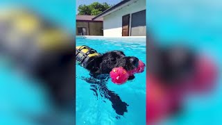 Garlasco tutto esaurito alla piscina per cani [upl. by Burkitt875]