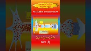 The Wallerian Degeneration 2 The New Pathophysiology [upl. by Teirtza958]