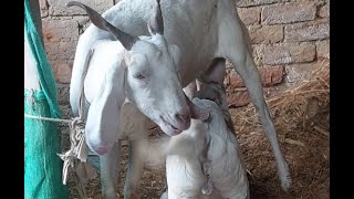 Baby goat is 75 days old drinking milk it is a very amazing video [upl. by Llecram96]